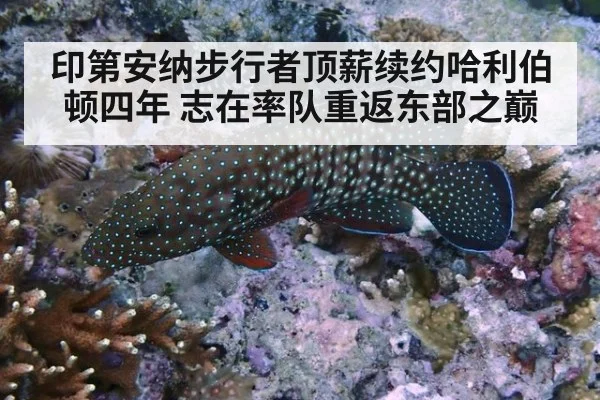 印第安纳步行者顶薪续约哈利伯顿四年 志在率队重返东部之巅